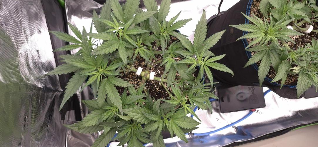 Guava Auto RF3 im Autopot. Week 4 - #3 