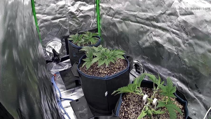 Guava Auto RF3 im Autopot