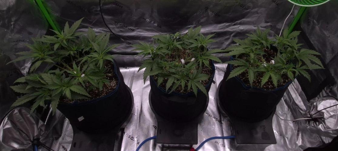 Guava Auto RF3 im Autopot. Week 4 - #1-#3 Bild ist etwas dunkel!