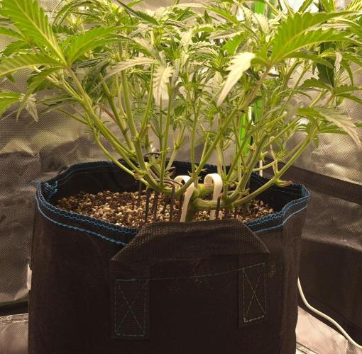 Guava Auto RF3 im Autopot. Week 5 - #1,1