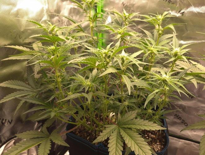 Guava Auto RF3 im Autopot. Week 5 - #3