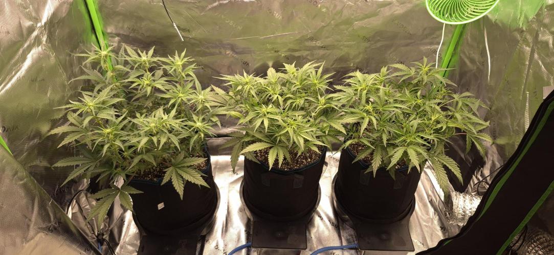 Guava Auto RF3 im Autopot. Week 5