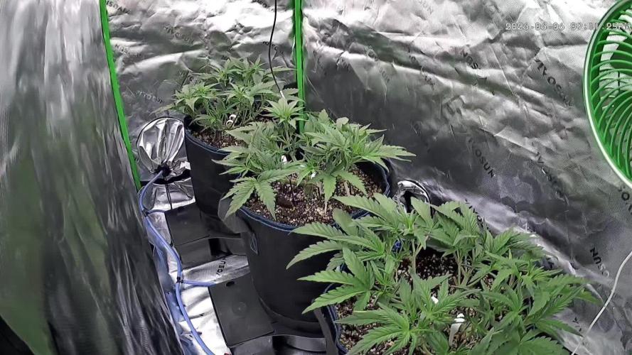 Guava Auto RF3 im Autopot