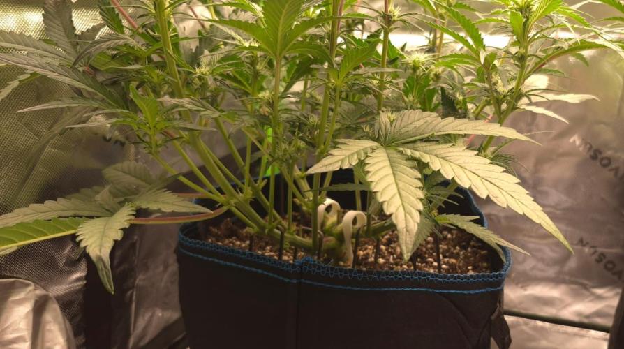 Guava Auto RF3 im Autopot. Week 5 - #3.1