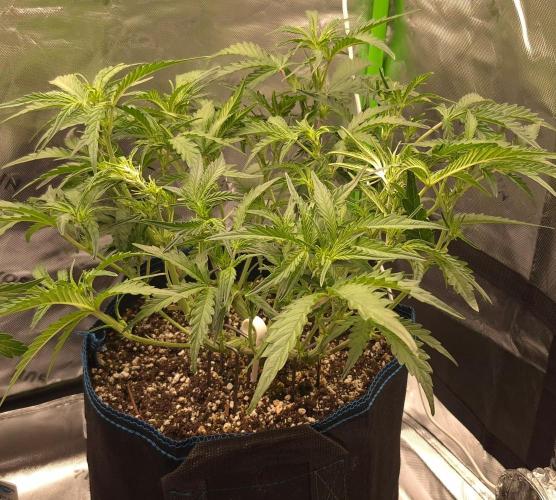Guava Auto RF3 im Autopot. Week 5 - #1