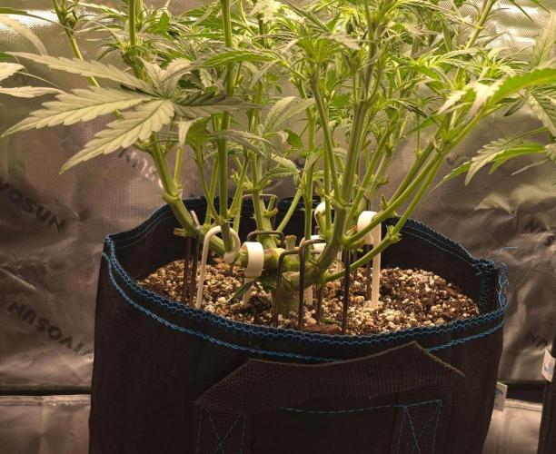 Guava Auto RF3 im Autopot. Week 5 - #2