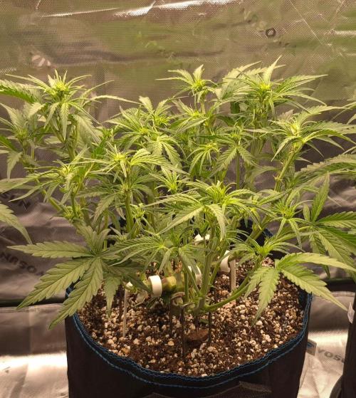 Guava Auto RF3 im Autopot. Week 5 - #2.1