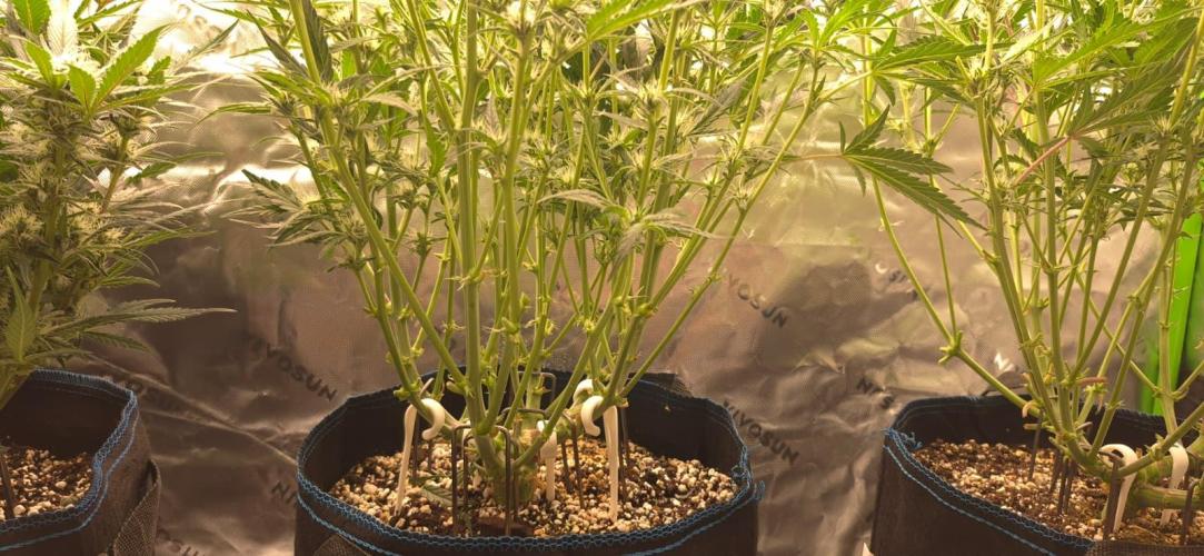 Guava Auto RF3 im Autopot. Week 6 - #2