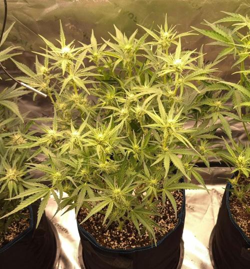 Guava Auto RF3 im Autopot. Week 6 - #2