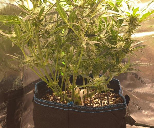 Guava Auto RF3 im Autopot. Week 6 - #3