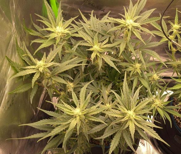 Guava Auto RF3 im Autopot. Week 6 - #3