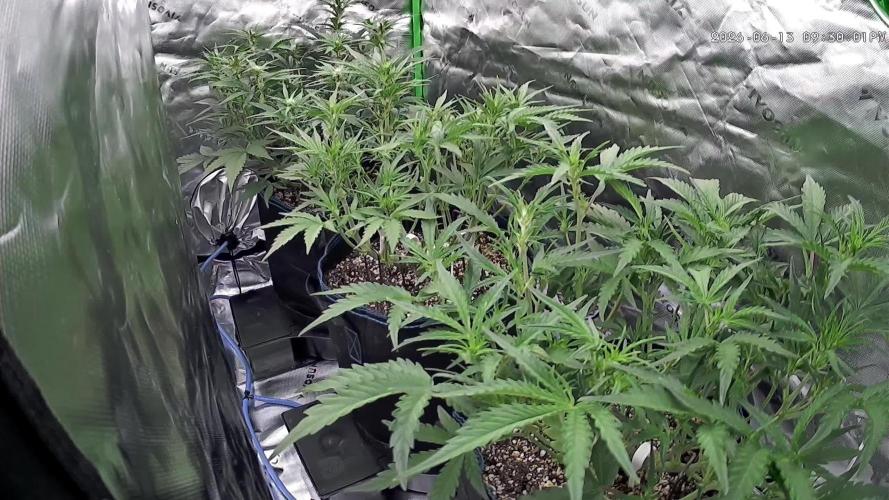 Guava Auto RF3 im Autopot