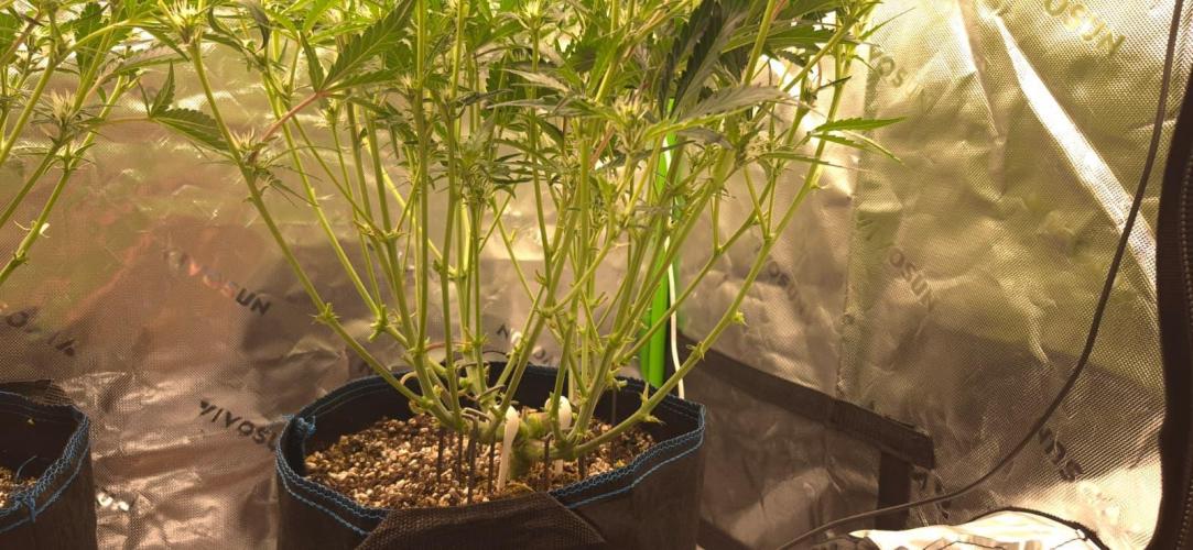 Guava Auto RF3 im Autopot. Week 6 - #1