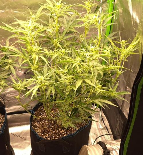 Guava Auto RF3 im Autopot. Week 6 - #1