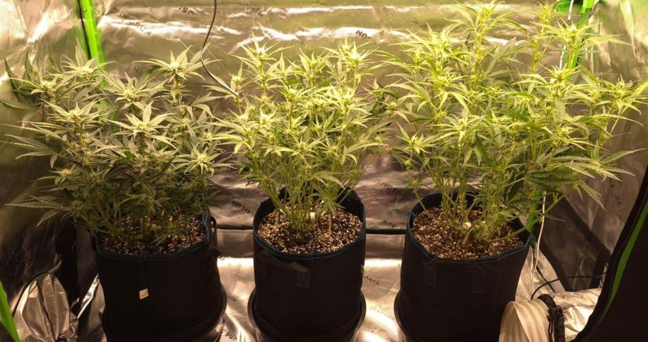 Guava Auto RF3 im Autopot. Week 6
