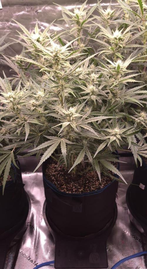Guava Auto RF3 im Autopot. Week 7 - #2
