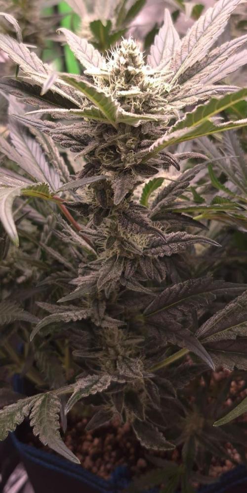 Guava Auto RF3 im Autopot. Week 7 - #3 BUD