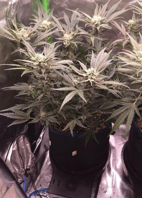 Guava Auto RF3 im Autopot. Week 7 - #3