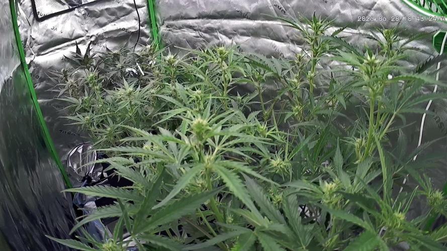 Guava Auto RF3 im Autopot