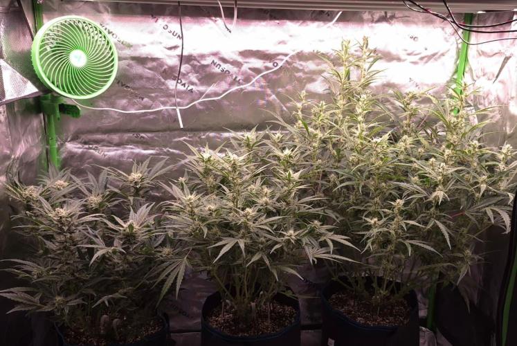 Guava Auto RF3 im Autopot. Week 7 - Alle