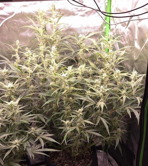 Guava Auto RF3 im Autopot. Week 7 - #1