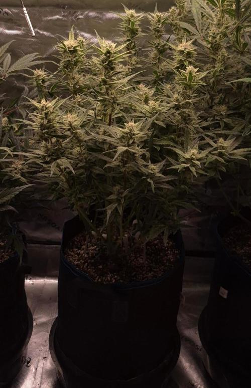 Guava Auto RF3 im Autopot. Week 8 - #2