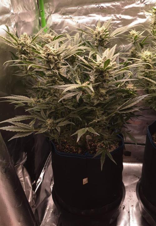 Guava Auto RF3 im Autopot. Week 8 - #3