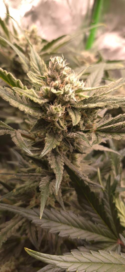 Guava Auto RF3 im Autopot. Week 8 - #3 Bud