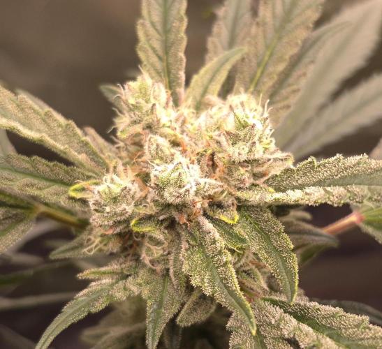 Guava Auto RF3. Week 8