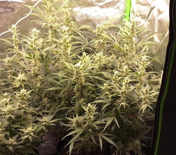 Guava Auto RF3 im Autopot. Week 8 - #1