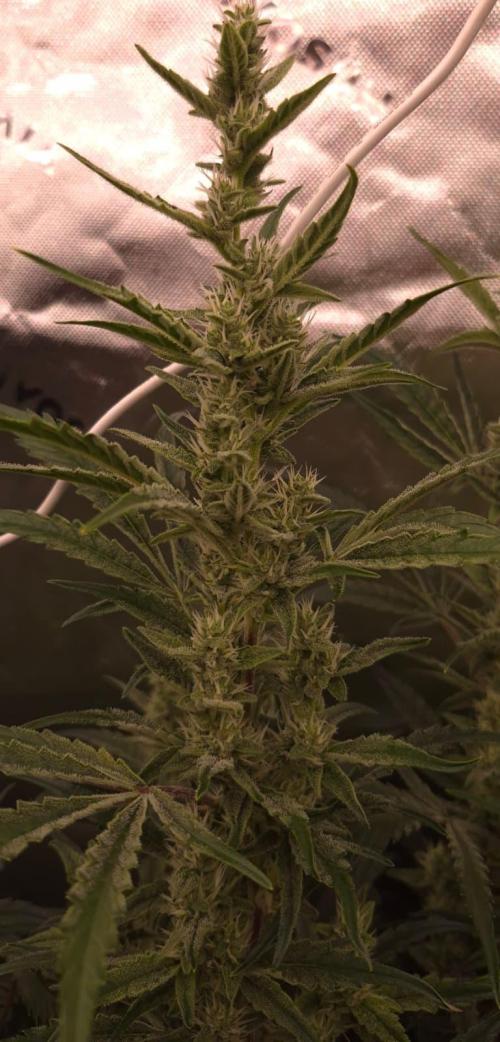 ShinWeed