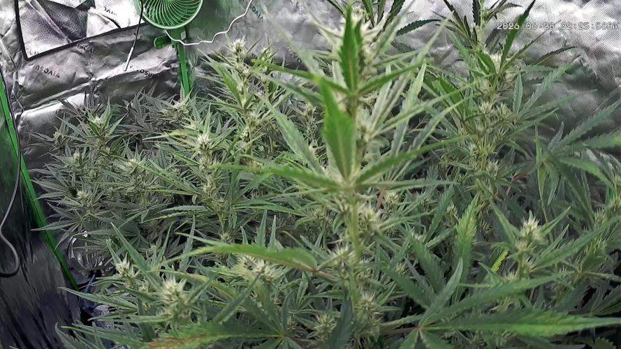 Guava Auto RF3 im Autopot