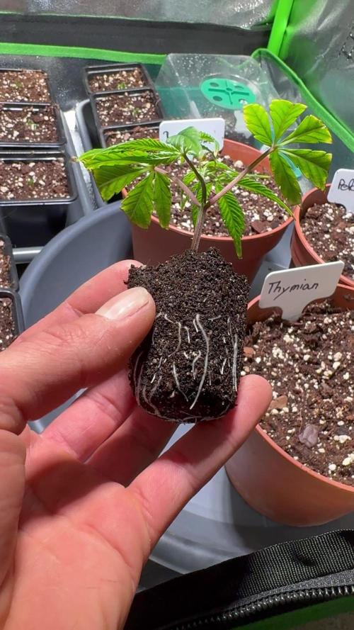 Fullgas | GHSC (Buddie)