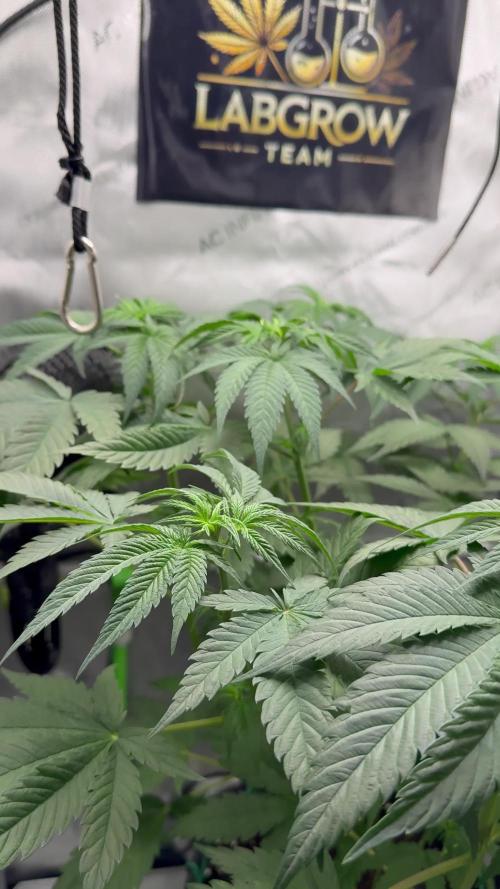 [TPB] Tropicana Cookies [Fast]