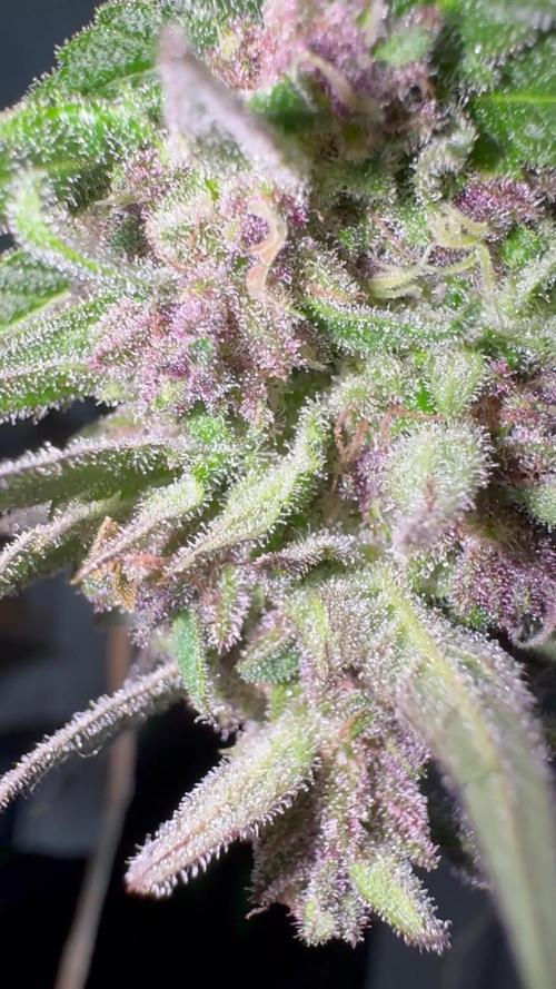[TPB] Banana Purple Punch [Auto] [Auto]