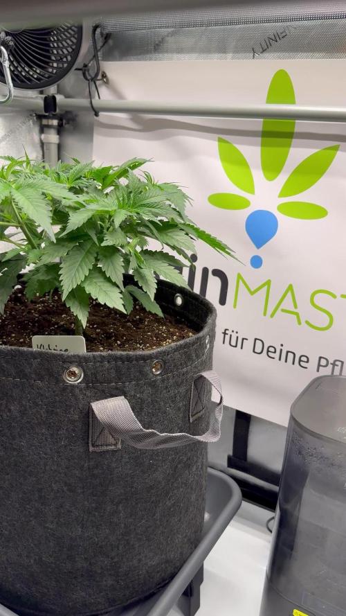 Klebrige Melone [Hanfzwerg]