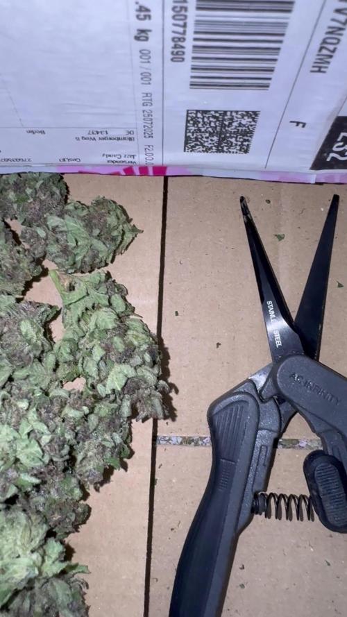 [TPB] Banana Purple Punch [Auto] [Auto]