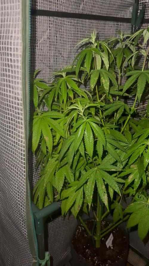 [TPB] Gorilla Cookies [Fast] [Training]