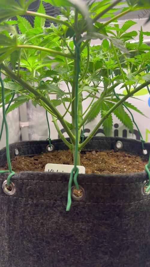 Klebrige Melone [Hanfzwerg]