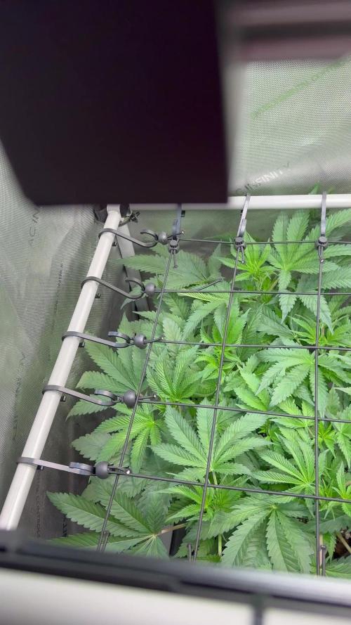 Klebrige Melone [Hanfzwerg]