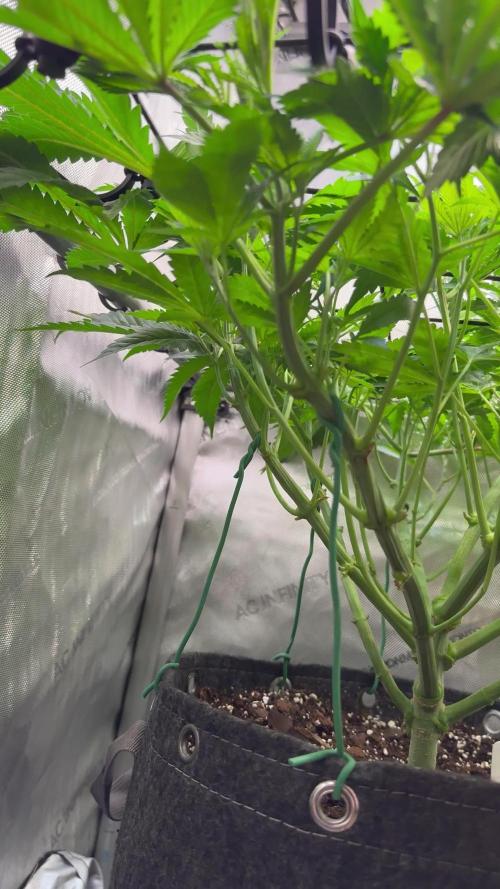 Klebrige Melone [Hanfzwerg]