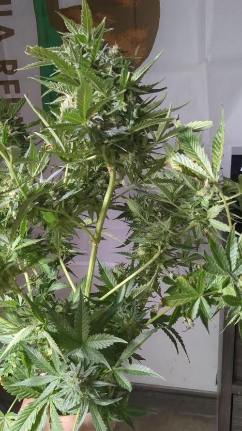 First grow from Bagseed inspiration