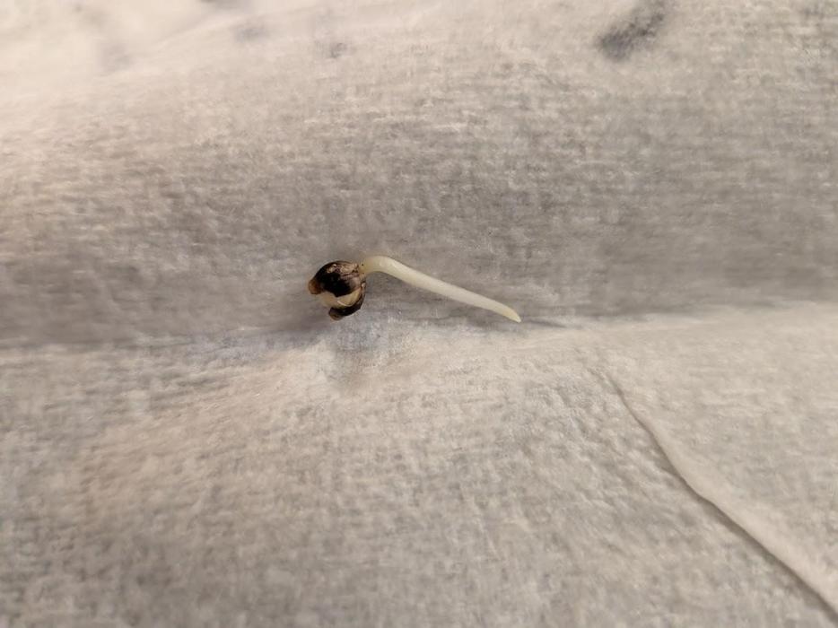 THCV Project. Week 0