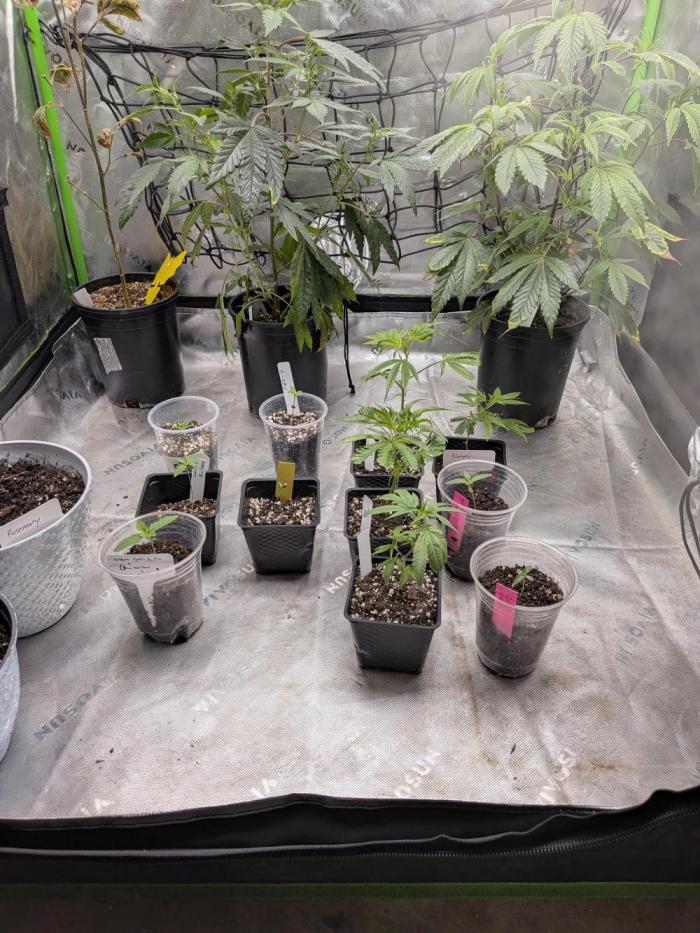 THCV Project. Week 1 - The Trainwreck never escaped the seed 