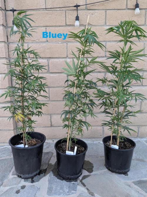 THCV Project. Week 9 - Bluey - Hoku Seed Co