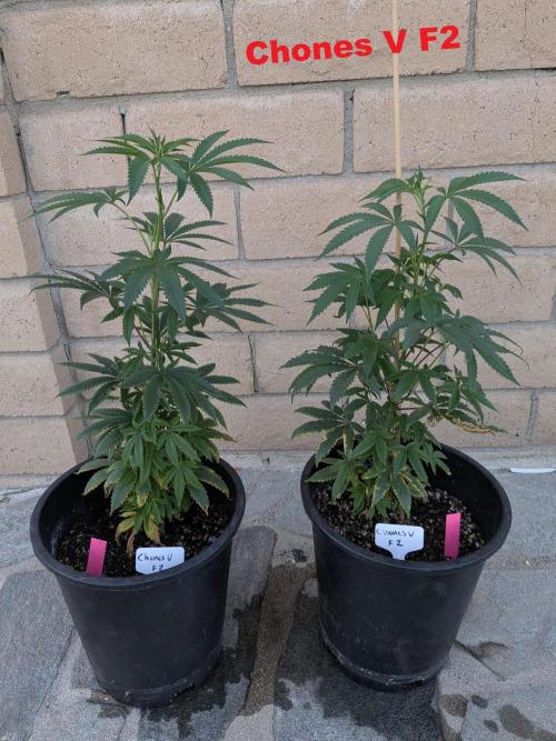 THCV Project. Week 9 - Chones V F2 -Hoku Seed Co