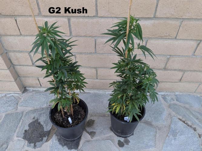 THCV Project. Week 9 - G2 Kush - Hoku Seed Co