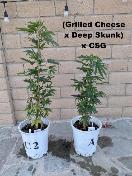 THCV Project. Week 9 - (Grilled Cheese x Deep Skunk) x CSG