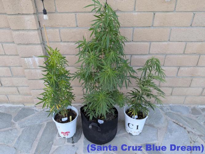 THCV Project. Week 9 - Santa Cruz Blue Dream Bx2 - Stargrown Seeds