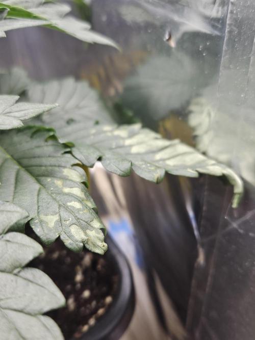 Inside_growlab